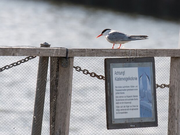 Seeschwalben und Co.